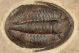 Two Asaphid Trilobites (One Dorsal, One Ventral) - Taouz, Morocco #189681-1
